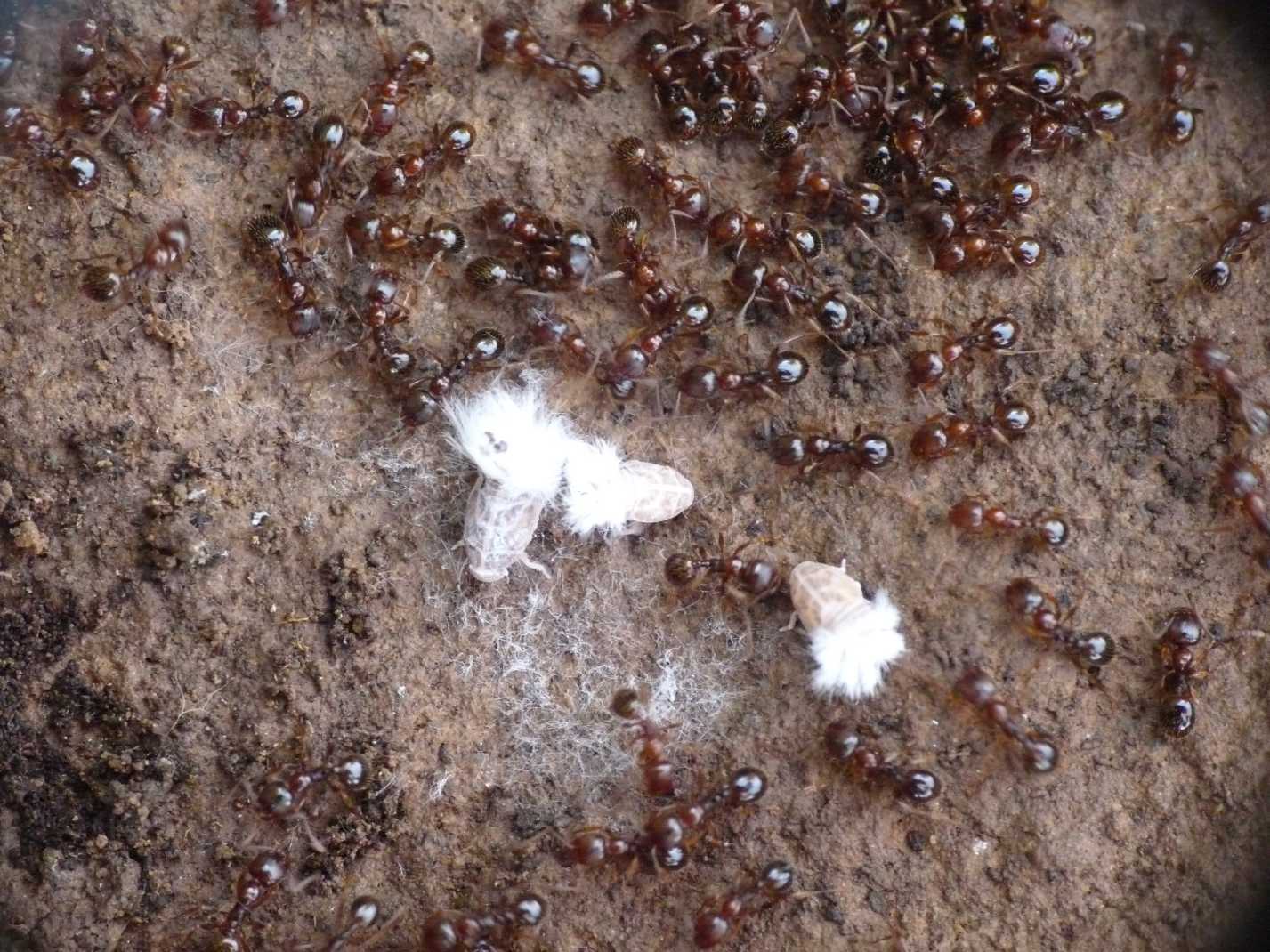 Ospiti delle formiche Myrmica: Cixiidae Reptalus sp.